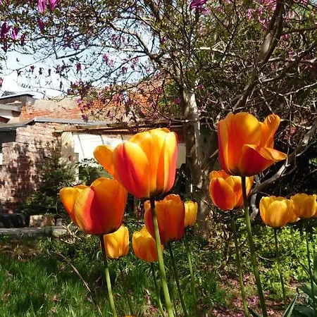 Alte Baeckerei - 04 #business# Im Zentrum, Mit Parkplatz, Ausgestattet * Bautzen